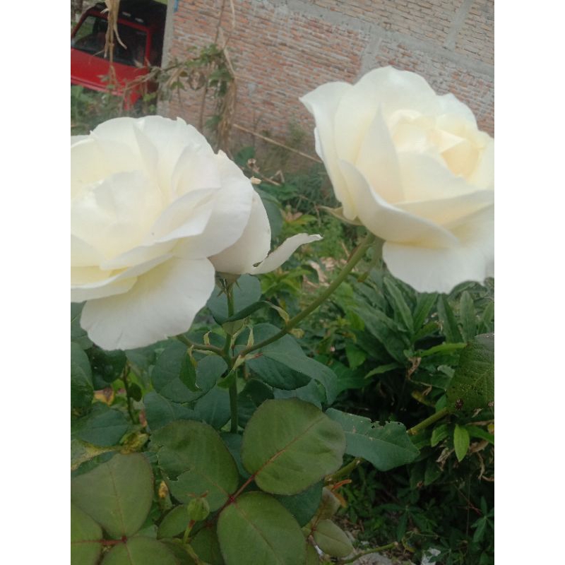 Bibit Tanaman Hias Mawar Putih #Rosee #mawar Putih