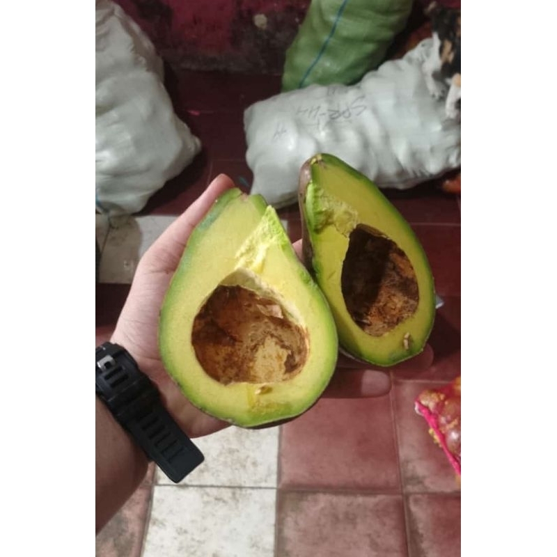

alpukat mentega pilihan