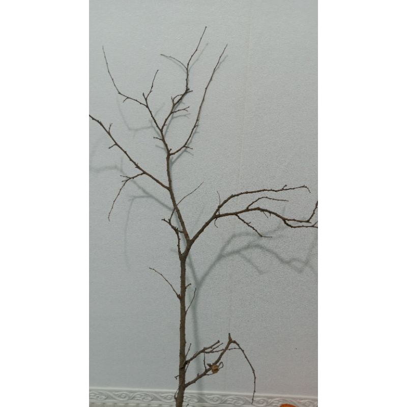 ranting kering pohon asam jawa