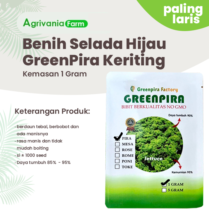 Benih Selada Greenpira Batavia Keriting Hijau Lettuce Tidak Bolting Kemasan 1 Gram Original Pabrik P