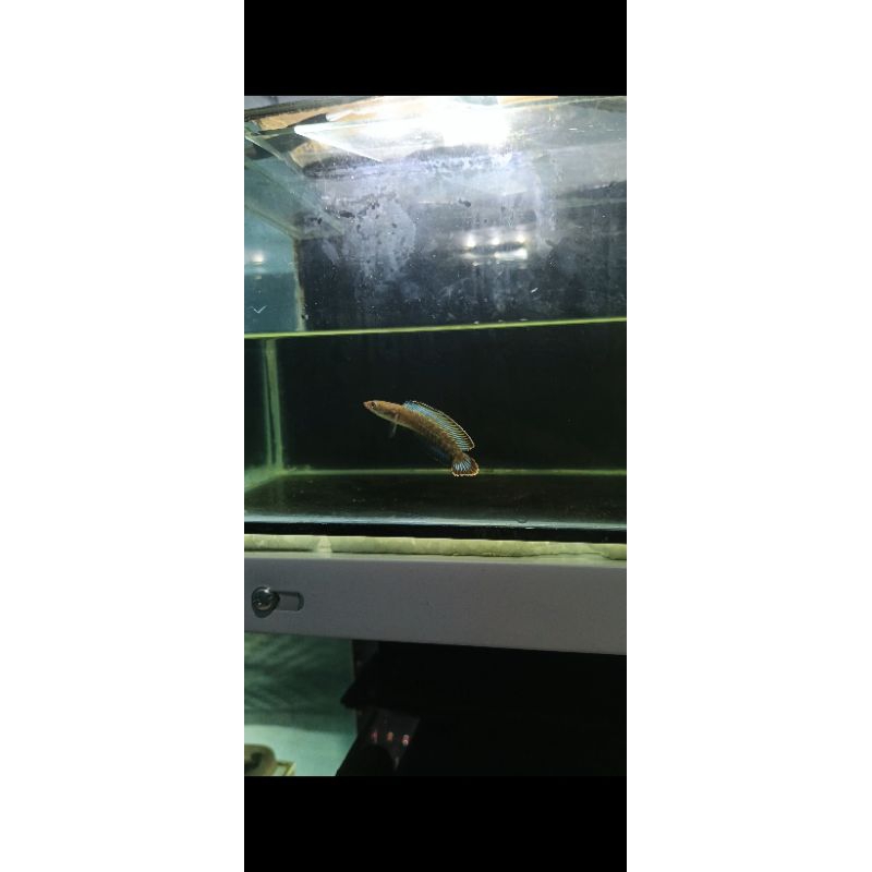 andrao baby 4-5 cm grade a (BACA DESKRIPSI)