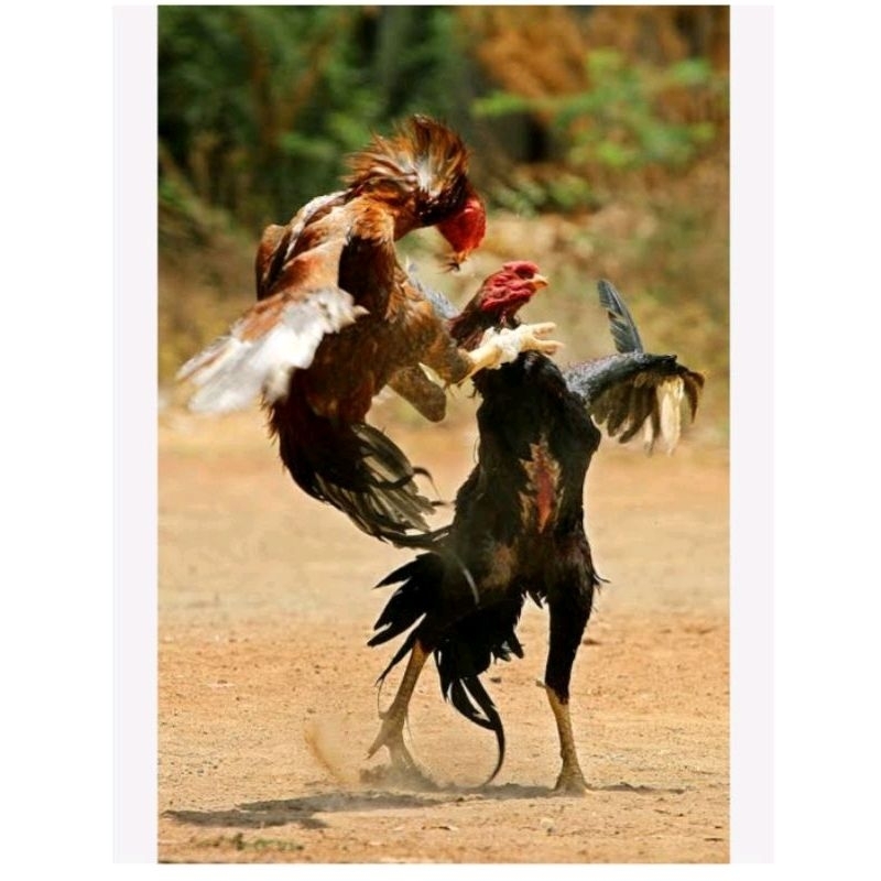 Mantulbee Nutri Booster - Doping Ayam Aduan , Doping Ayam Aduan Alami, Doping Ayam Aduan Dari