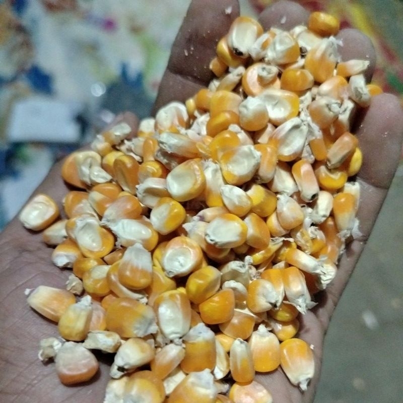 

Jagung pipil kering 1kg kadar air 15%