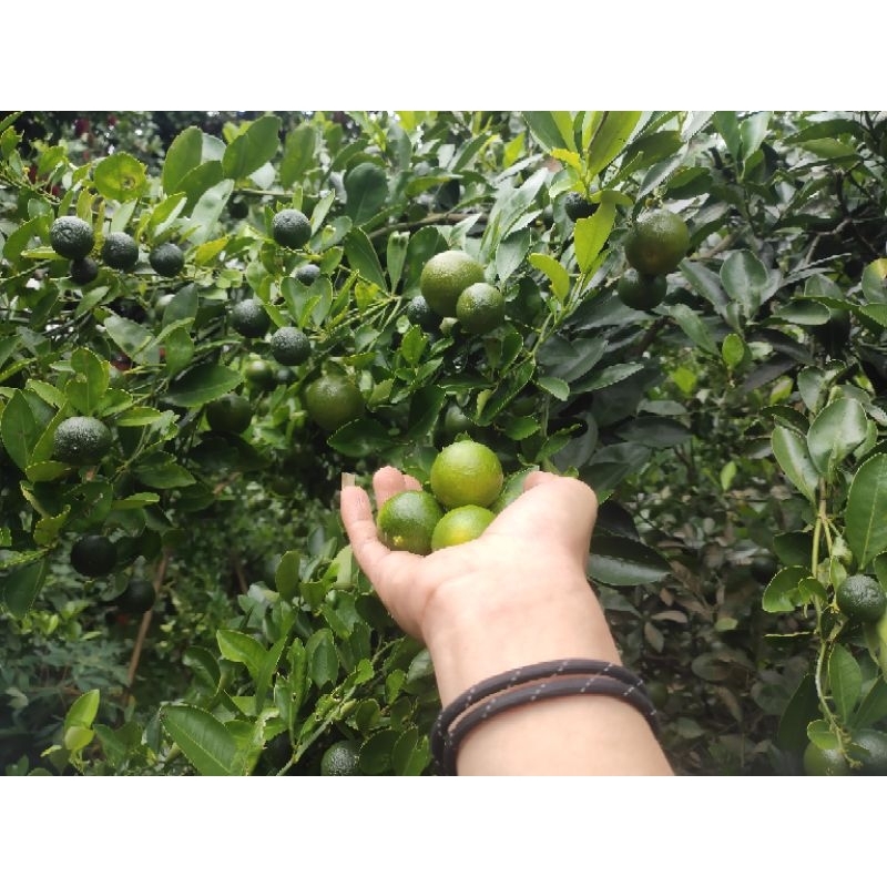 

JERUK SONKIT 1KG / JERUK KASTURI / JERUK KUNCI/JERUK PERAS