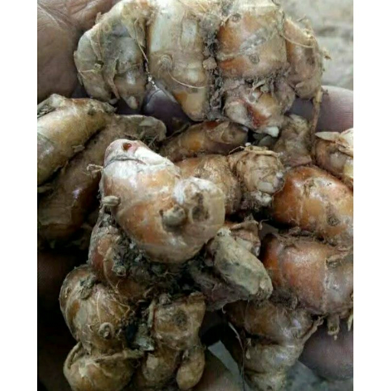 

KENCUR SEGAR 1 KG| KENCUR TUA |KENCUR JAWA |CIKUR PILIHAN|KENCUR SUPER