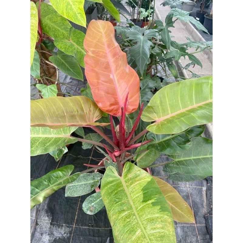 philodendron orange marmalade