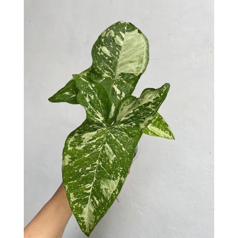 syngonium panda galaxy