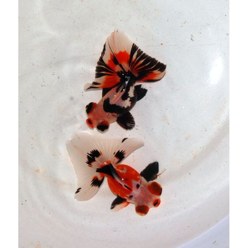 koki panda 3c hiasan aquarium dapat 5