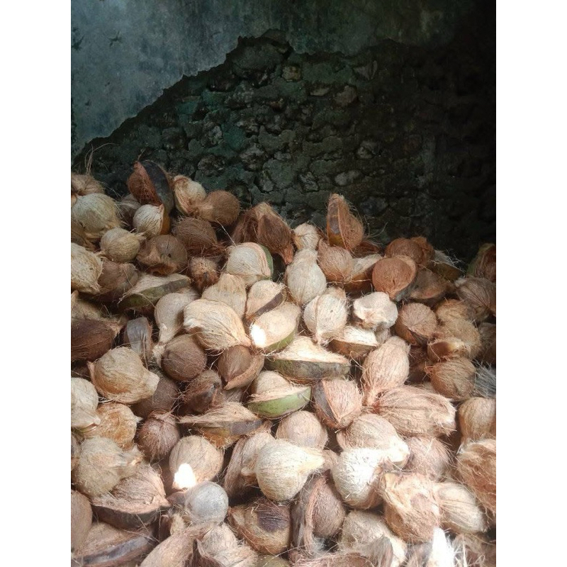 

kelapa tua fresh