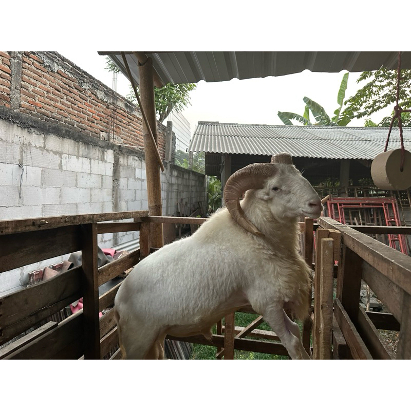 

Kambing dan Domba