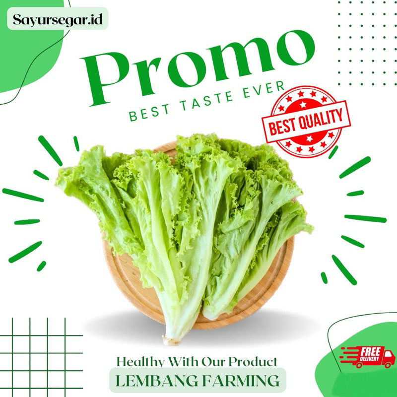 

PROMO!!! selad keriting segar konvensional