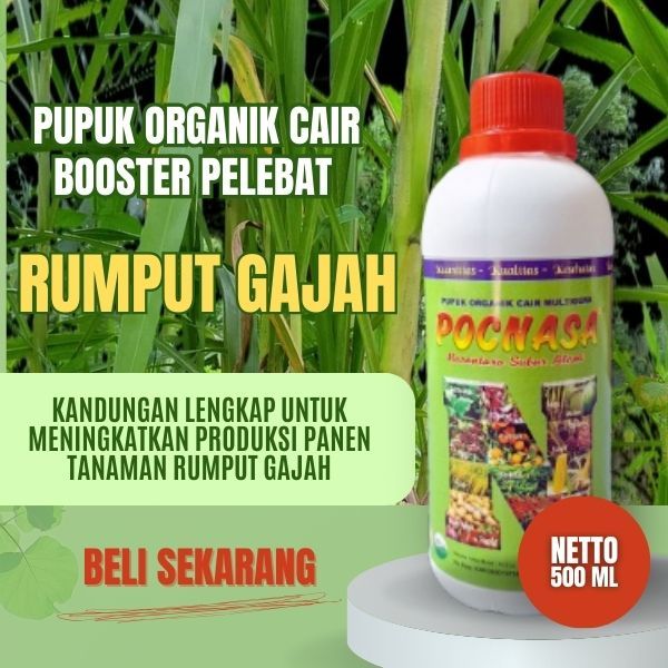 Pupuk Rumput Gajah / Pupuk Rumput Gajah mini Varigata / Pelebat Rumput Gajah / Rumput Gajah Mini
