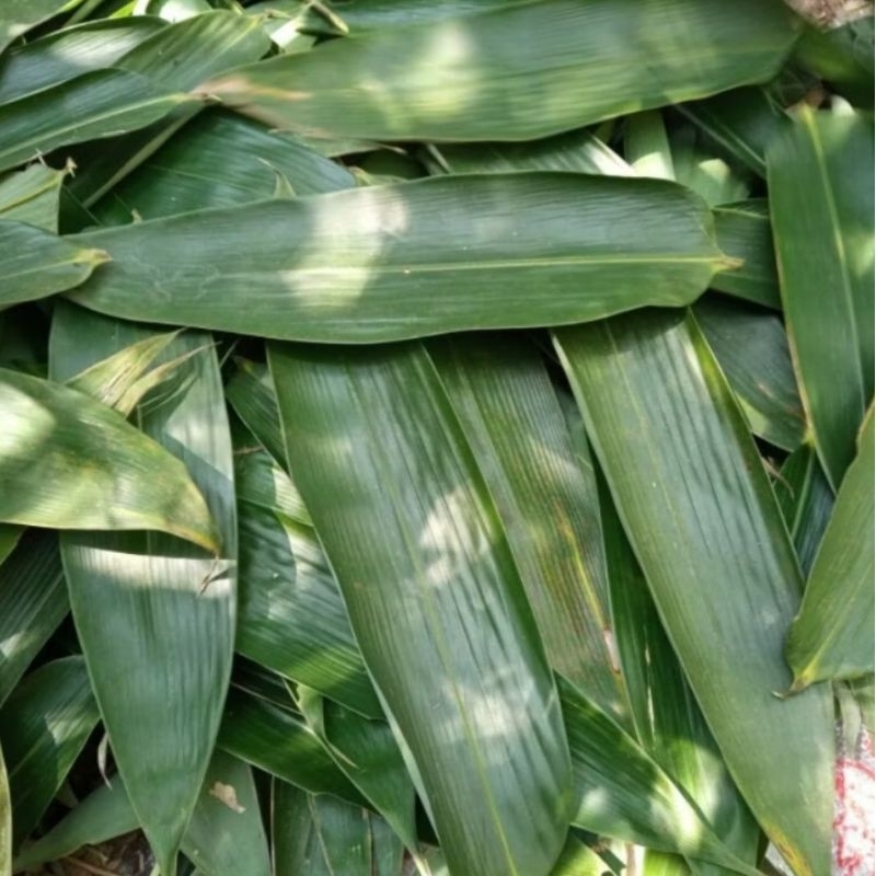 

Daun Bambu Jumbo Bungkus Bakcang Bacang (100 Lembar)