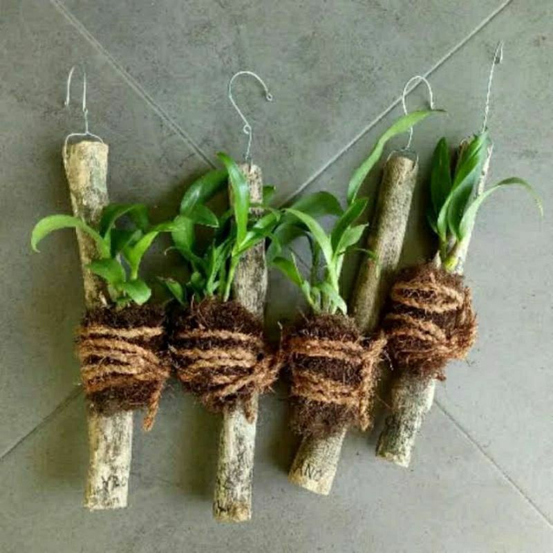 pot anggrek/kayu kopi/cantolan kayu kopi P 25cm