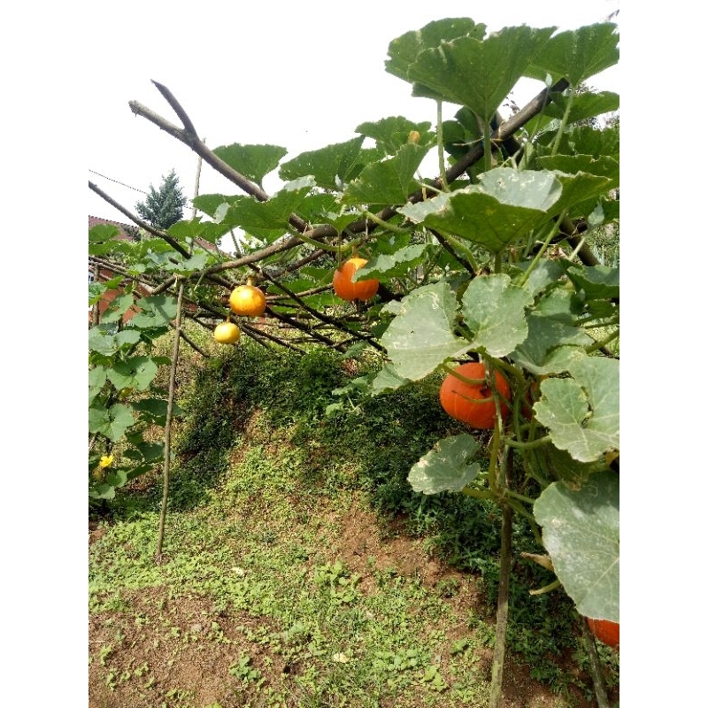 

Labu Kuning (Pumkin)