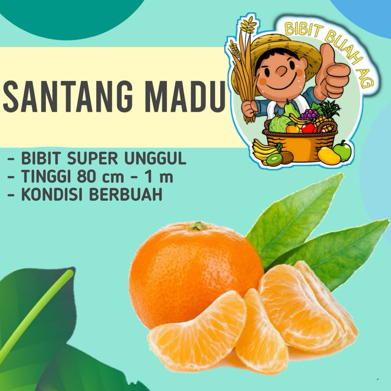 

Jeruk Santang Madu Kondisi Berbuah Lebat