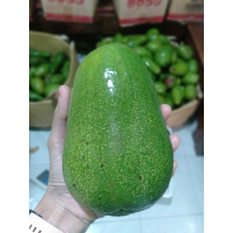 

alpukat mentega Muria