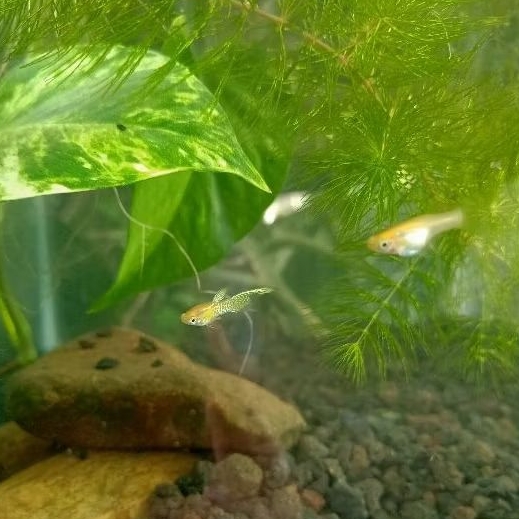Hiasan aquarium guppy blonde yellow lace  top sword