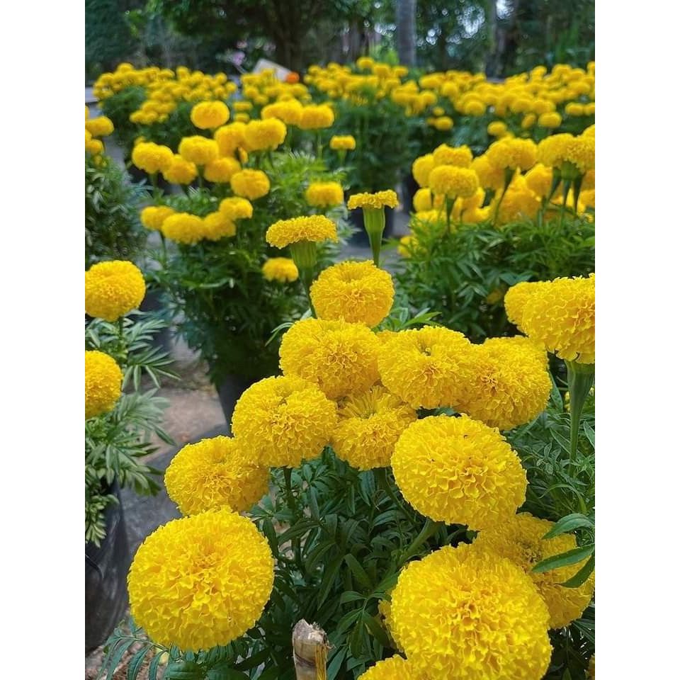 Bibit Bunga Marigold - Benih Bunga Marigold