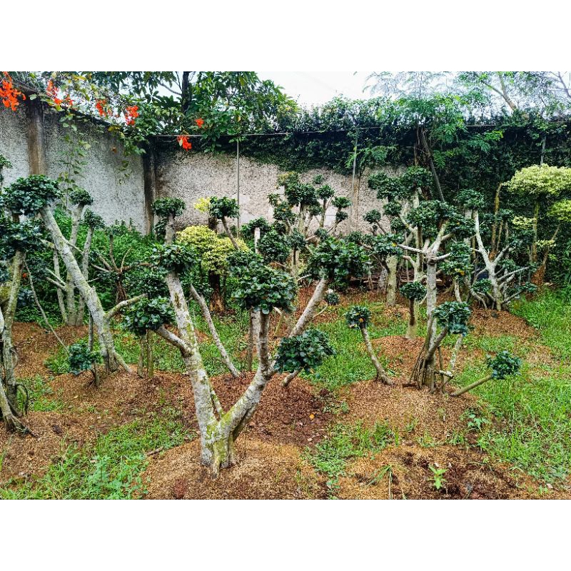 Tanaman Bonsai Dolar Mikro - Pohon Bonsai Dolar Micro