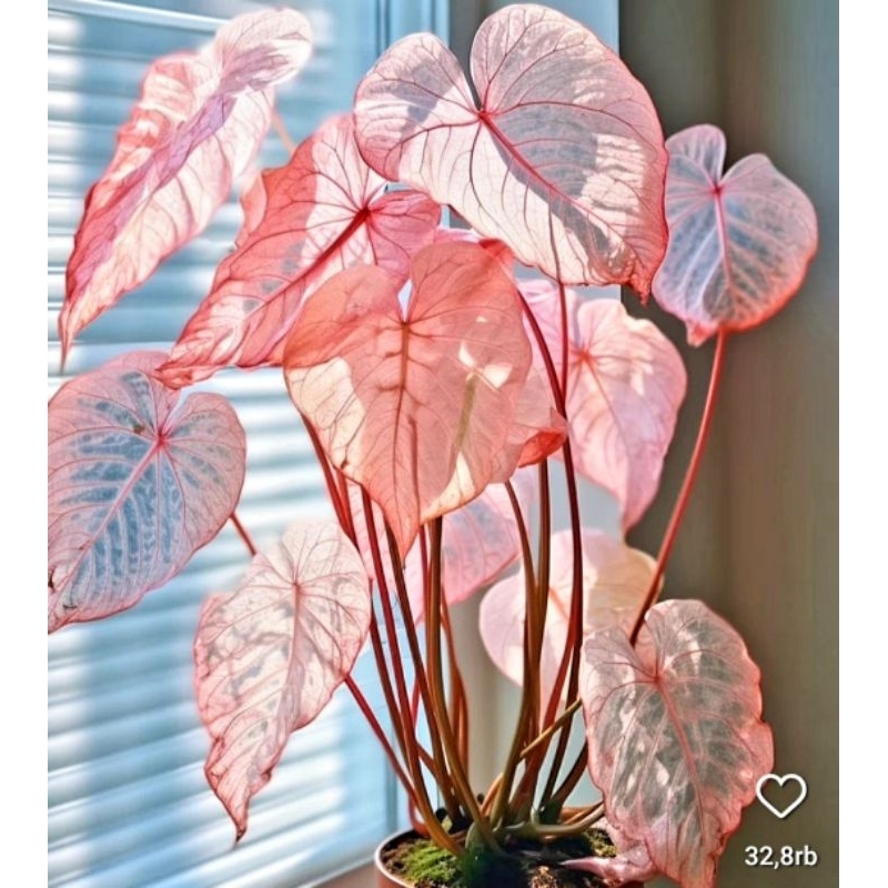 Tanaman Hias Keladi Thai Beauty Bunga Hias Keladi Caladium Anakan Murah Merah BUKAN BONGGOL Tanaman 