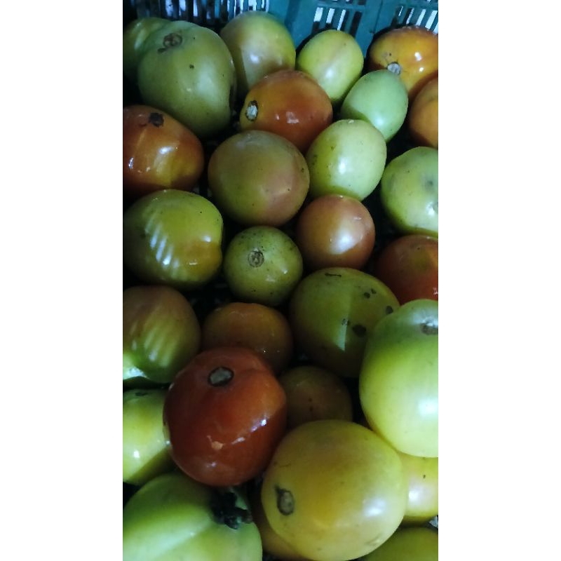 

tomat ijo kuning2 merah2 restan promo per 500grm