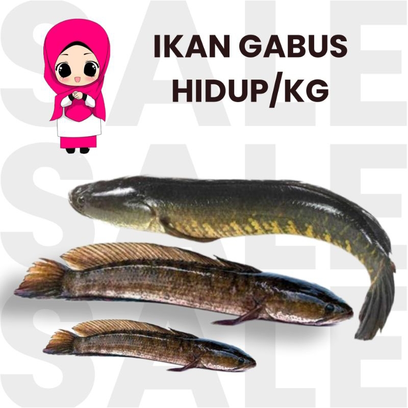 

ikan gabus 1kg hidup gratis di bersihkan