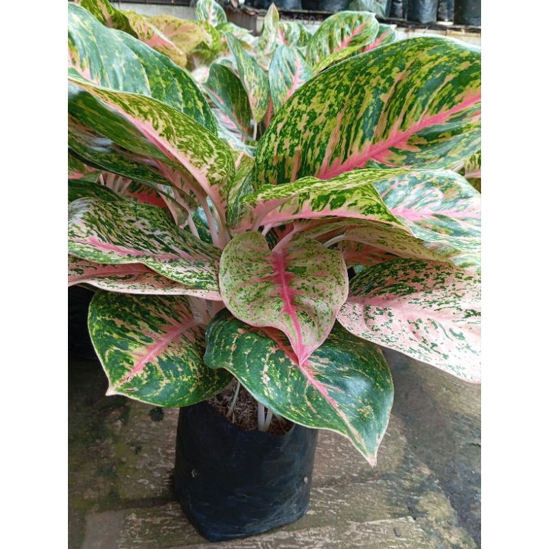 tanaman hias big papa