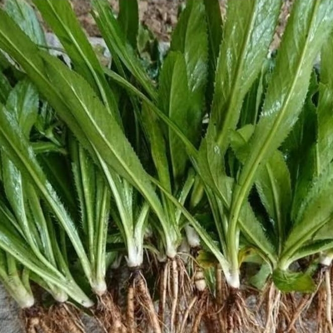 

Daun walang sangit super plus akar isi 50 pohon-az