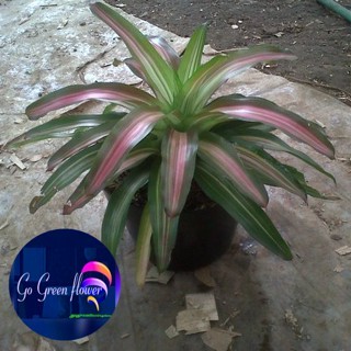 BROMOLIA TRICOLOUR bromolia tree colour bromolia taman