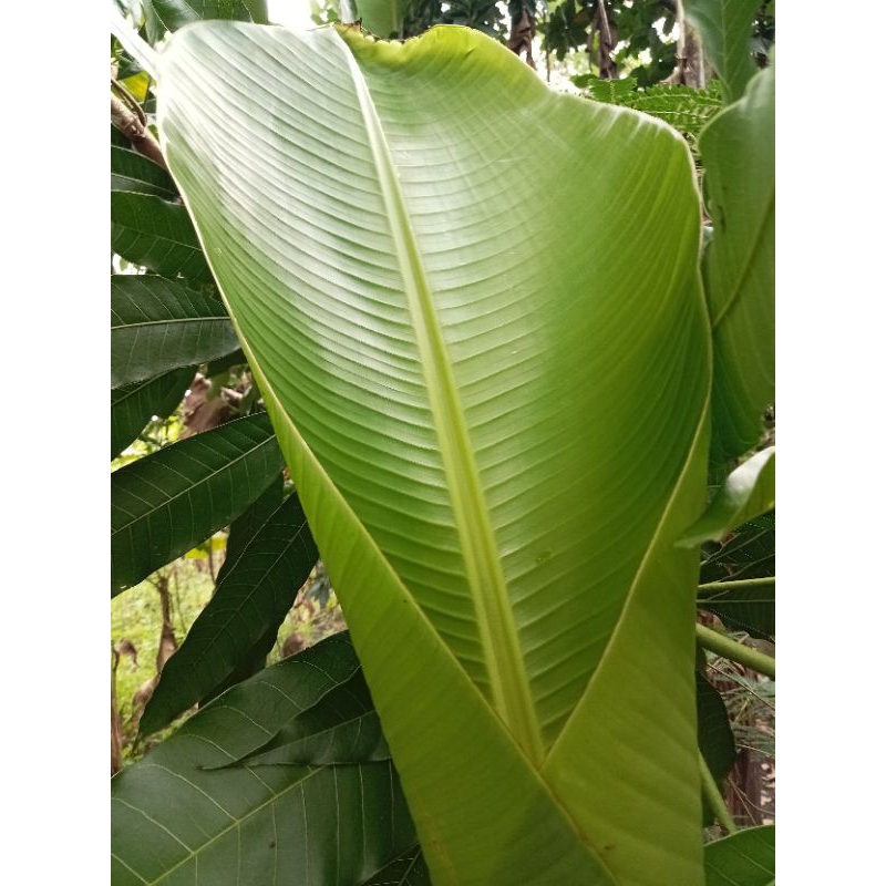 

daun pisang segar (1 kg)