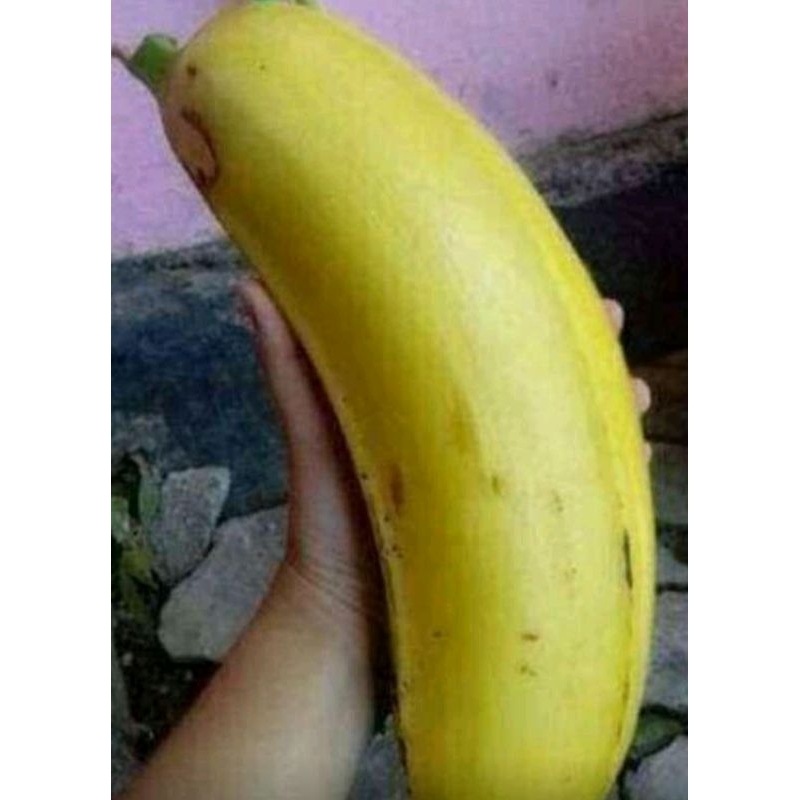 

puasang raja jumbo cod bayar di tempat