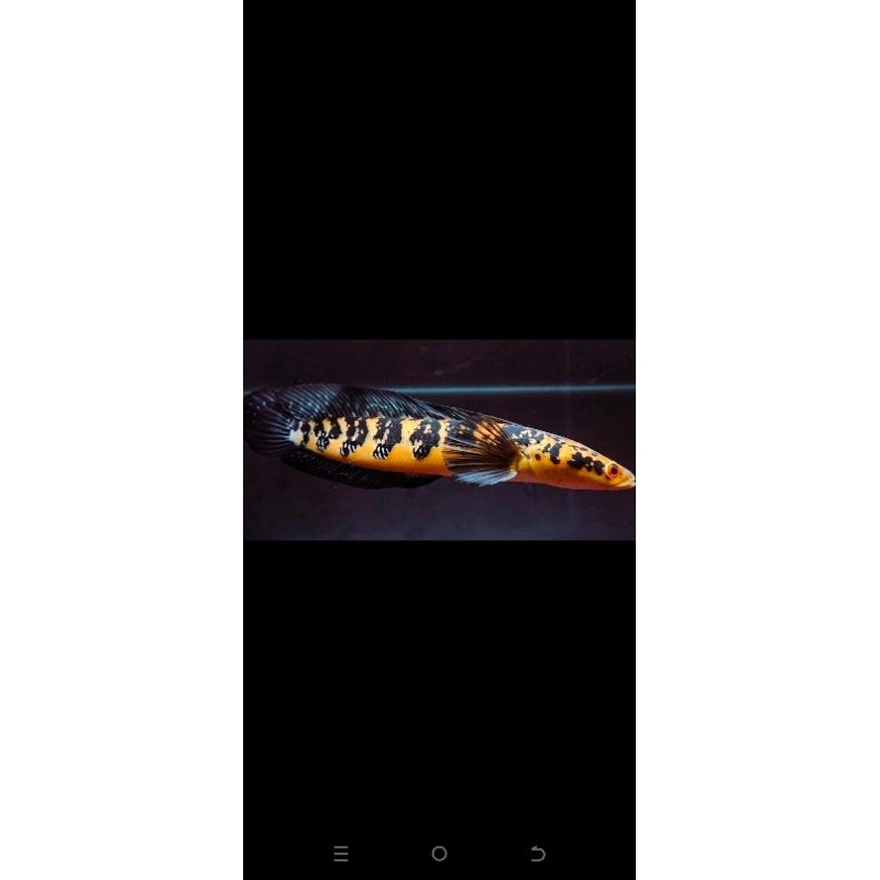 ikan hias gabus cana