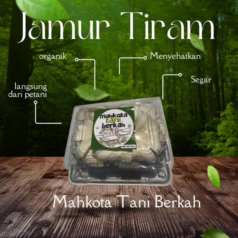 

Jamur tiram 50 g oyster mushroom organik segar langsung dari petani jamur tiram putih