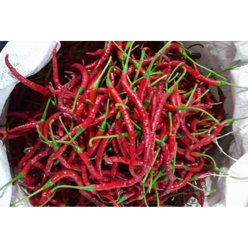 

Cabe / cabai merah kriting 1kg