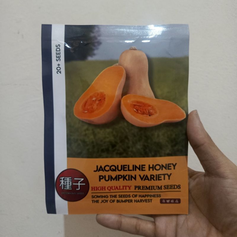 LyLt 1 Pak (20 Butir) Benih Labu Madu Jacqueline Original Kemasan Import / benih tanaman