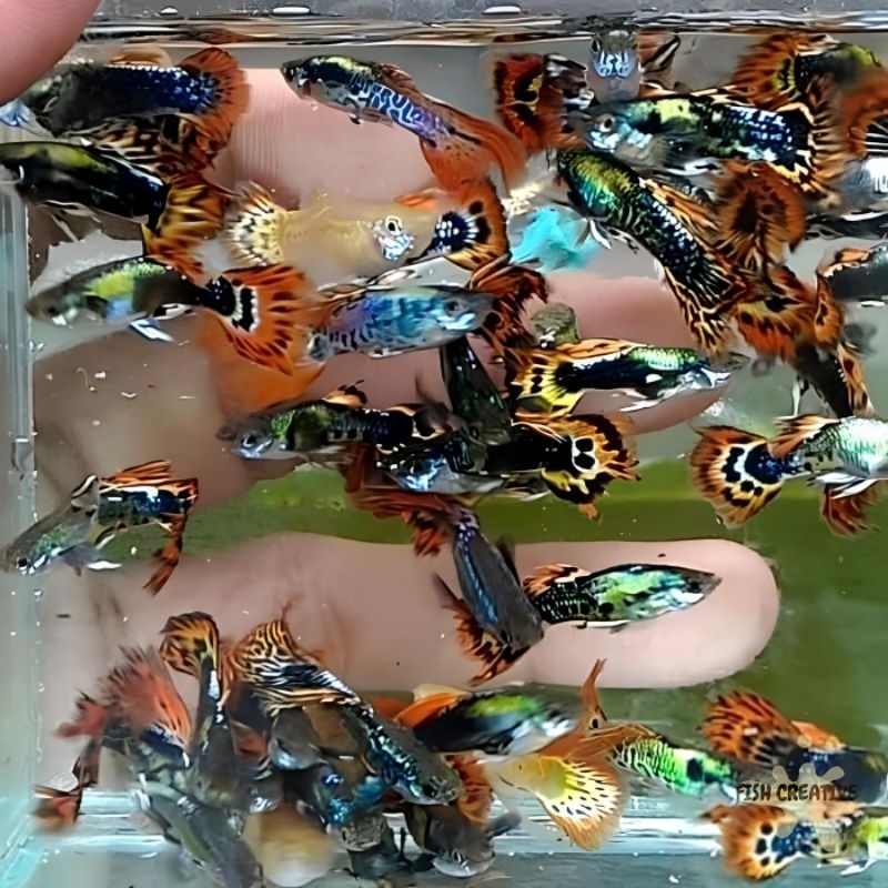 Hiasan Guppy Campur jantan Betina 10 ekor | guppy sepasang
guppy full gold vietnam

guppy pingu

gup