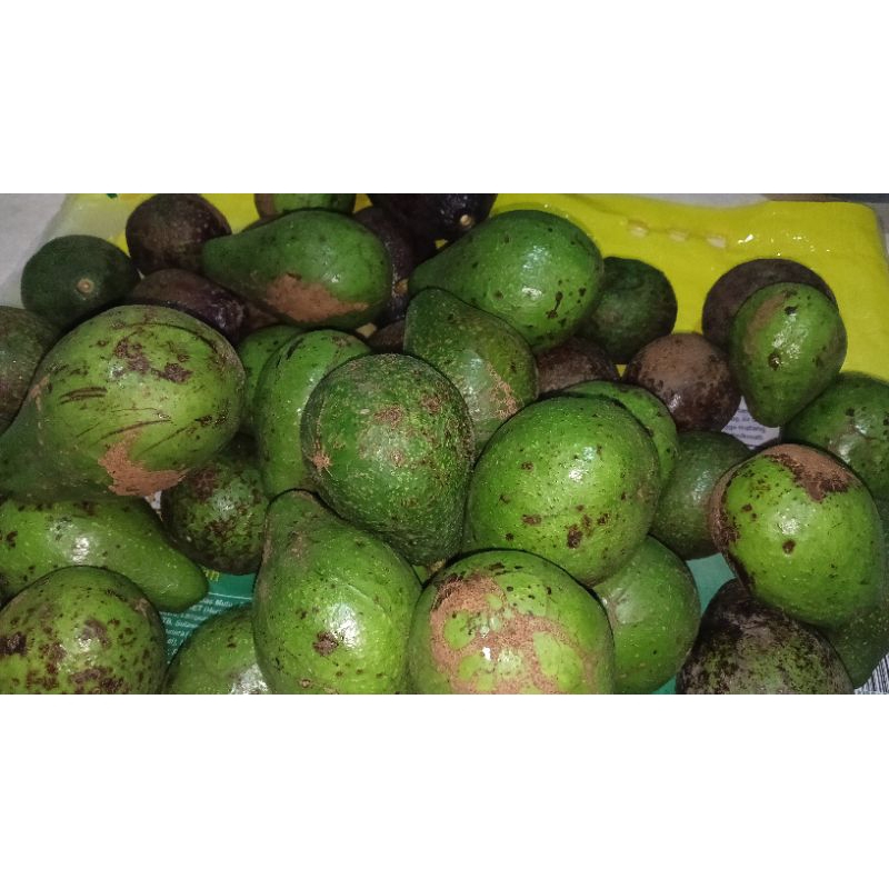 

Buah Alpukat
