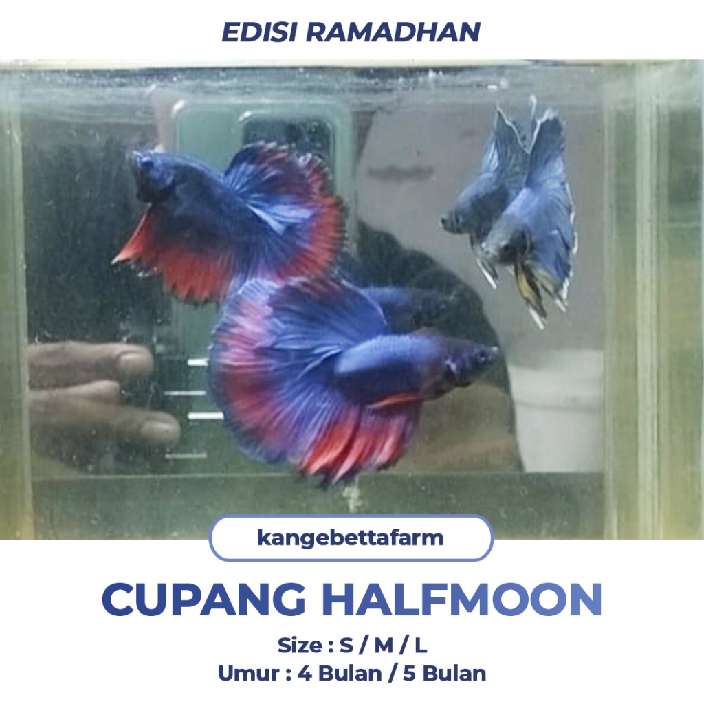 CUPANG HALFMOON