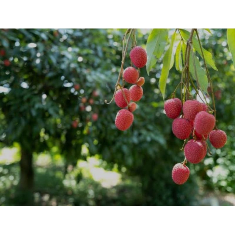 Pohon Buah Leci Hasil Cangkok ORI - Pohon Leaci Siap Berbuah