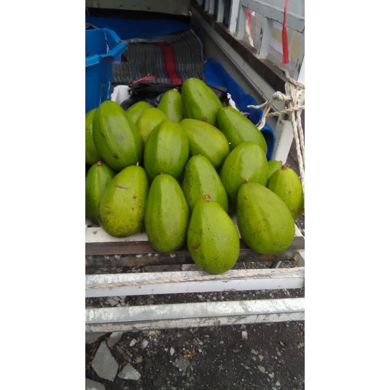 

alpukat jumbo aligator bergaransi