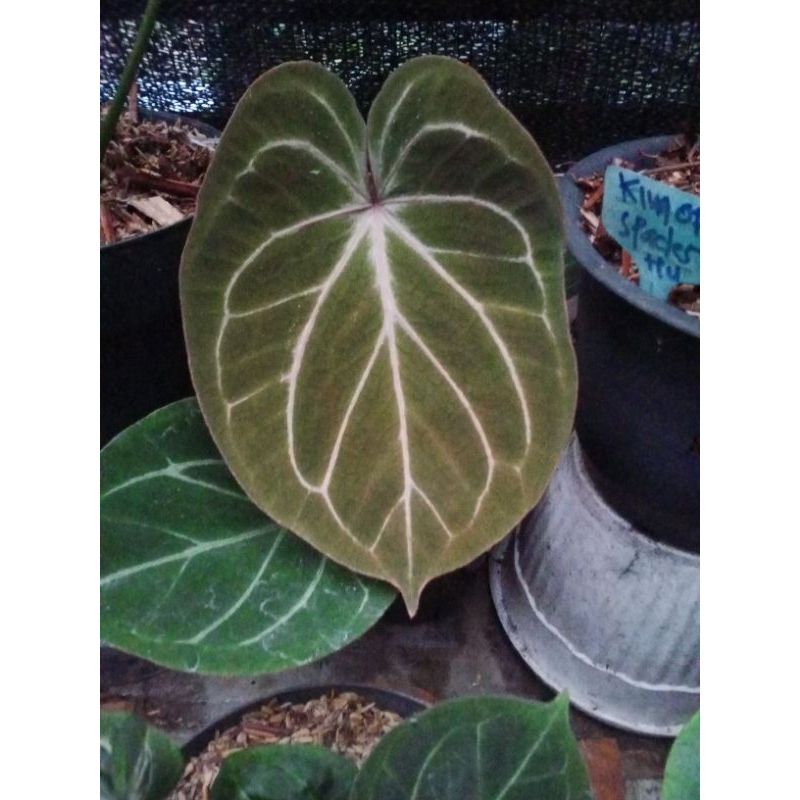 anthurium kuping gajah king of spades