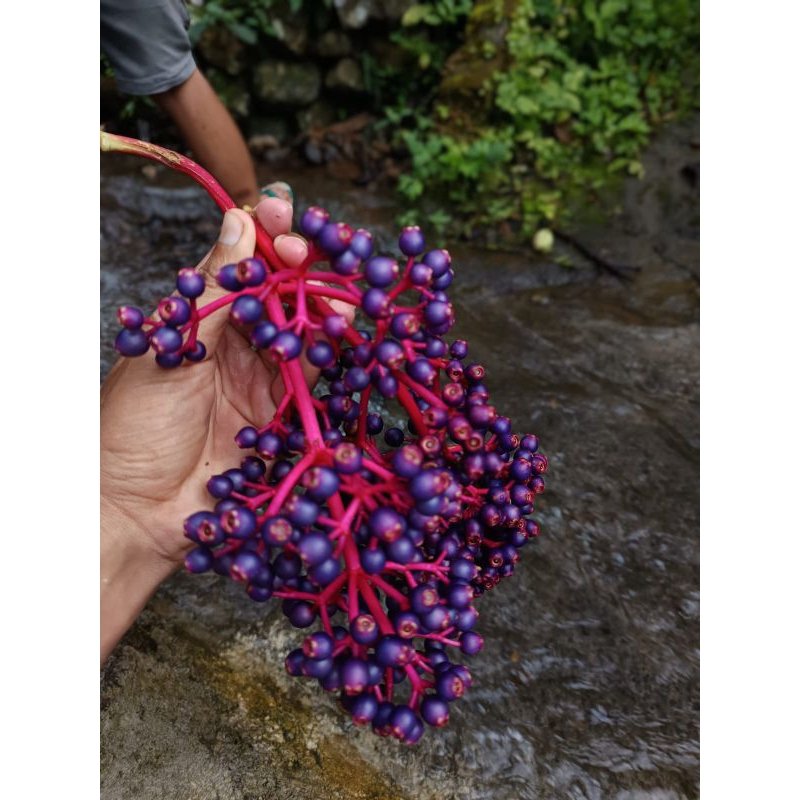 

buah parijoto muria 100 gram untuk promil