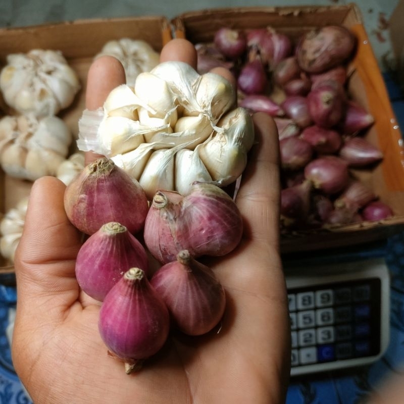 

bawang merah jumbo mix bawang putih
