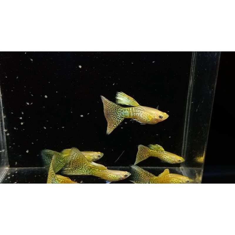 hiasan aquarium ikan Guppy blonde yellow cobra