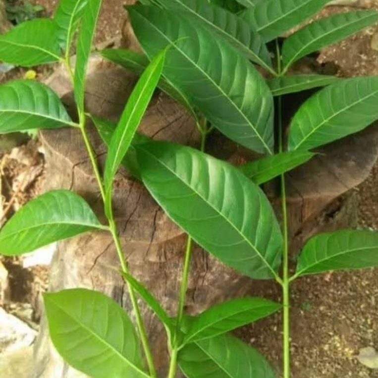 

Daun herbal daun mahoni 100 lembar
