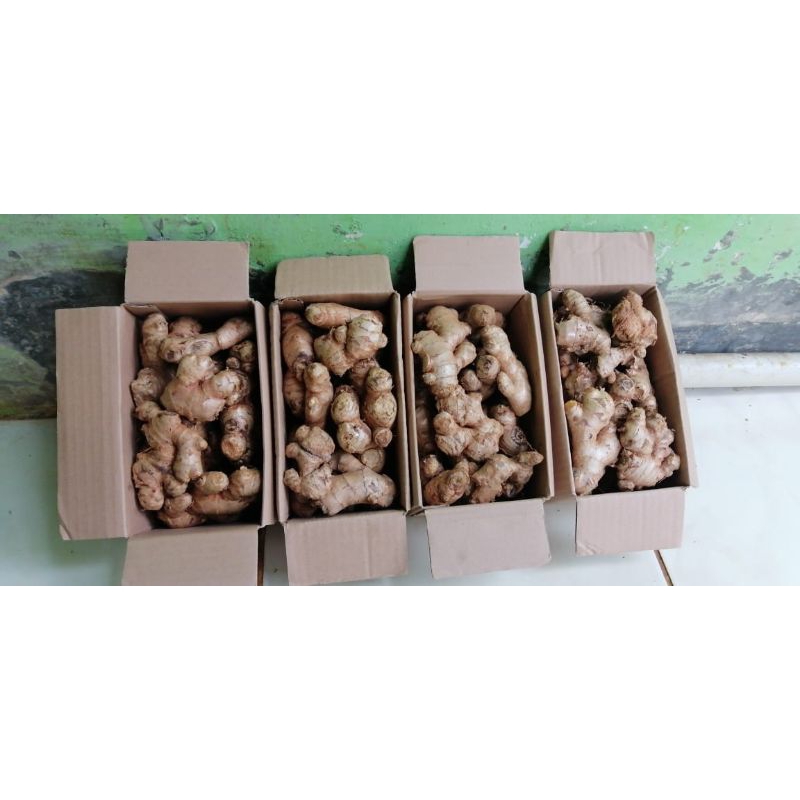 

JAHE_GAJAHSUPERJUMBOKUALITAS1KG
