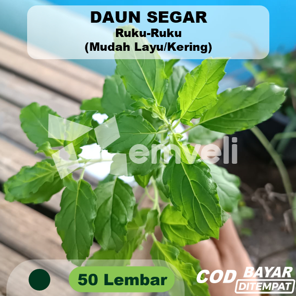 

Daun Ruku-Ruku 50 Lembar Segar