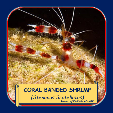 IKAN HIAS AIR LAUT - UDANG MP / UDANG MERAH PUTIH / UDANG CORAL BANDED / CORAL BANDED SHRIMP / STENO