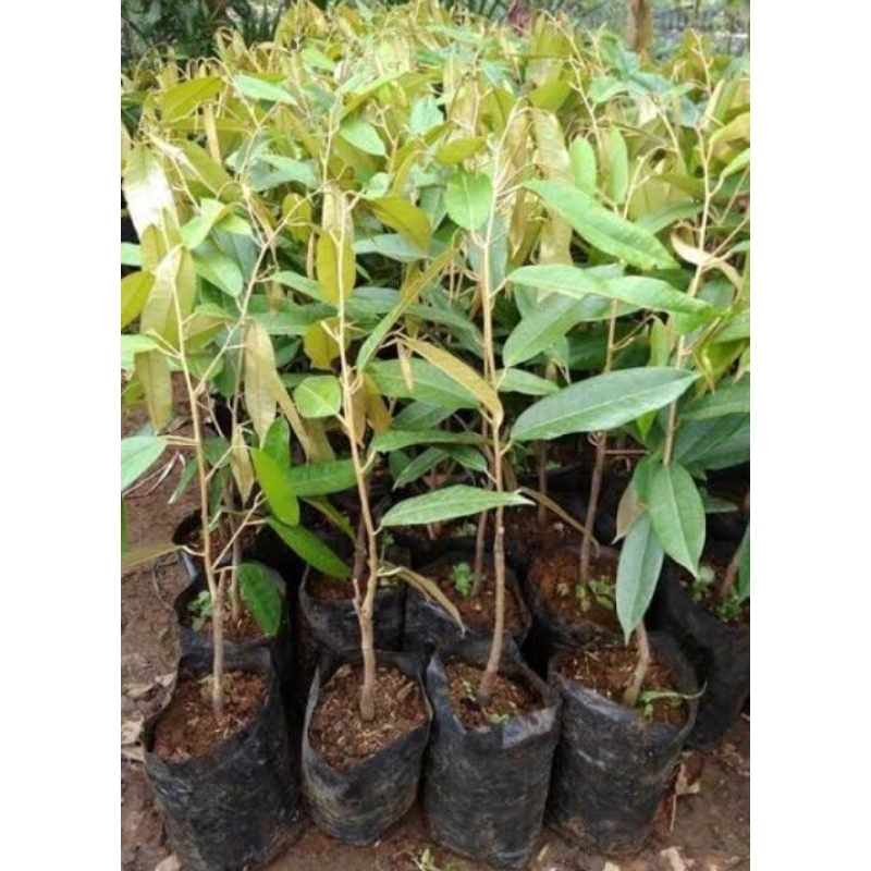 DURIAN BAWOR tinggi 50cm  okulasi dari pohon yang sudah  berbuah dan sudah teruji kualitasnya
